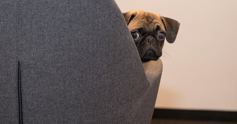 Emmener son chien au bureau : ce que ça change vraiment pour vous et votre équipe
